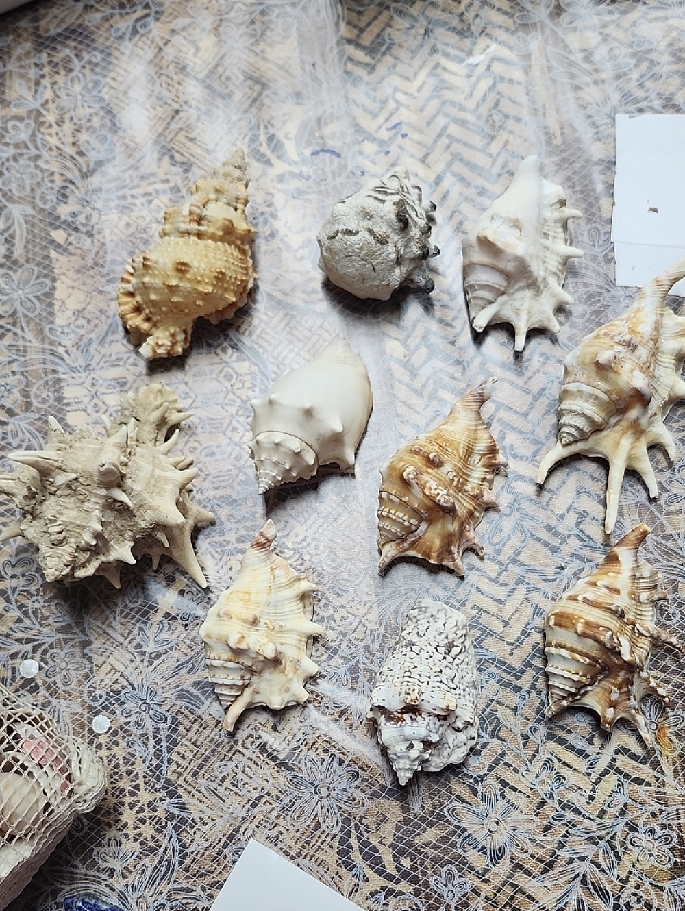 10 Spiny Sea Shells